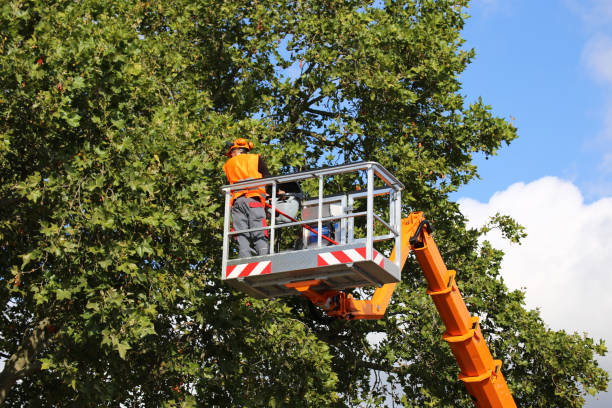 Best Tree Risk Assessment  in Whitehall, WI