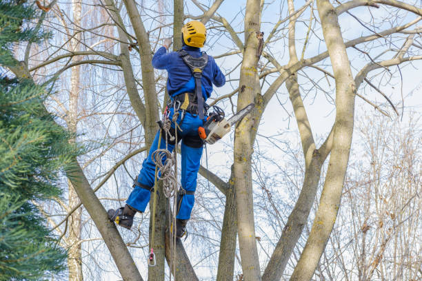 Best Tree Mulching  in Whitehall, WI