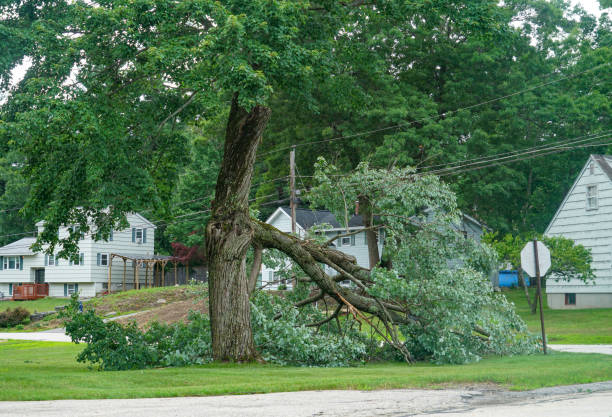 Best Hazardous Tree Removal  in Whitehall, WI